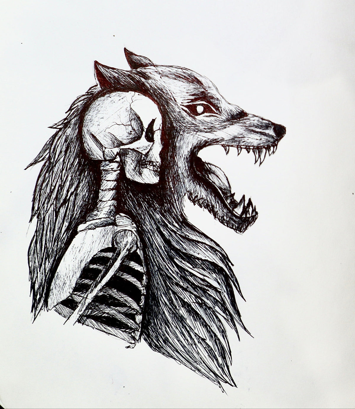 Black line drawing in an open sketchbook showing two shaggy wolf-like figures with skeletal faces facing each other