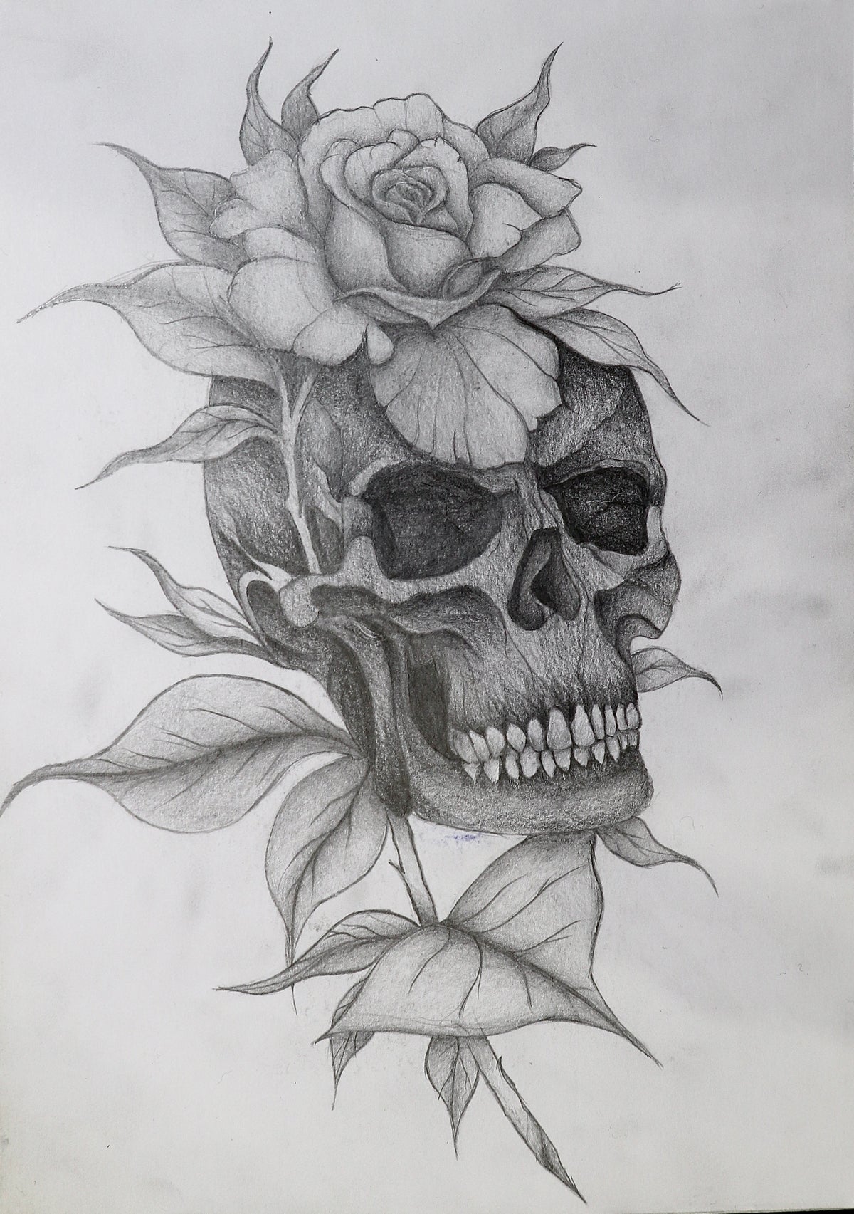 Pencil sketch of a skull topped by a rose with leaves and stems winding around it