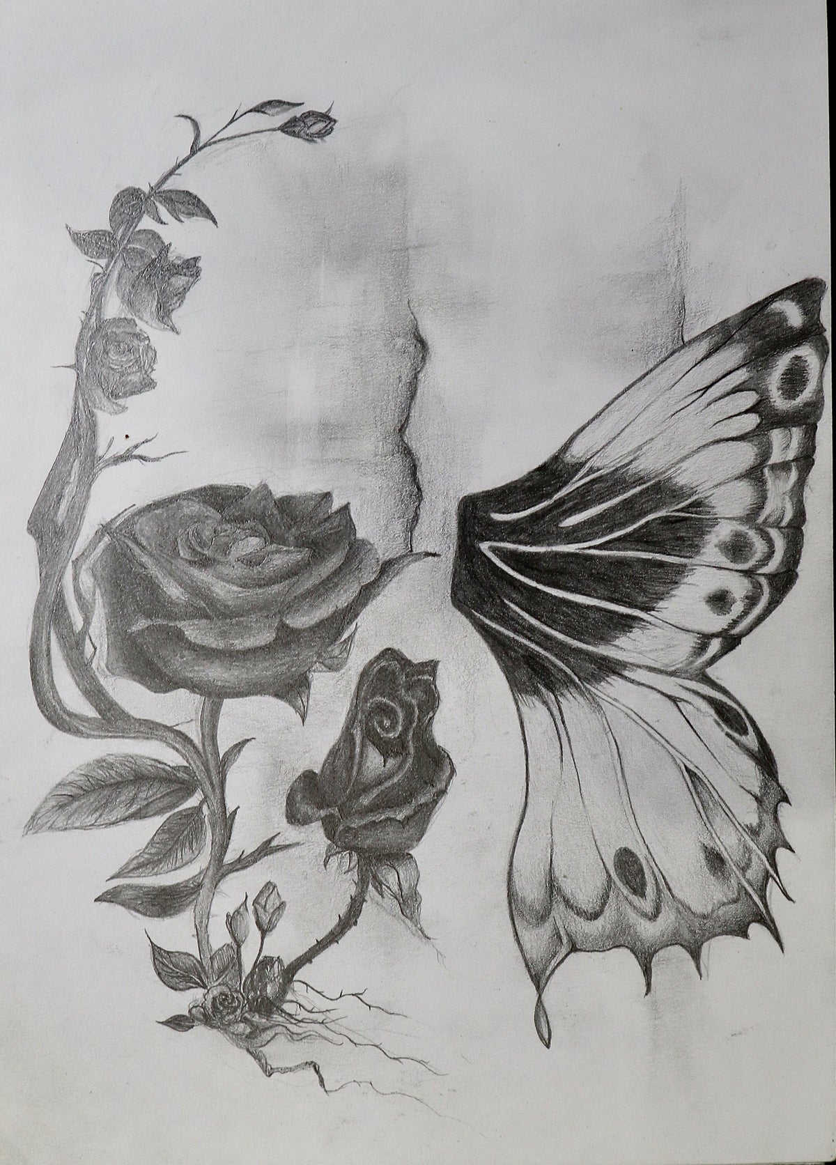Graphite pencil sketch of a rose, a smaller flower, and a large butterfly wing on sketchbook paper